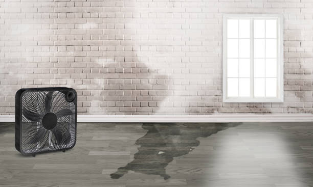 Best Carpet water damage restoration  in Pennington, NJ